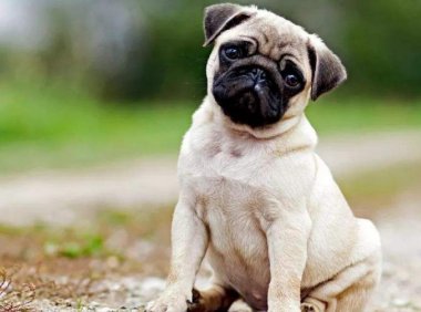 巴哥价格多少钱一只？只买对的不买贵的