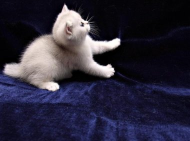 猫快死的征兆，从这几个方面都可以看出来