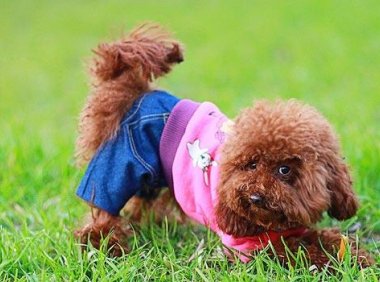 贵宾犬吃哪种狗粮最好?既要营养还要合口味