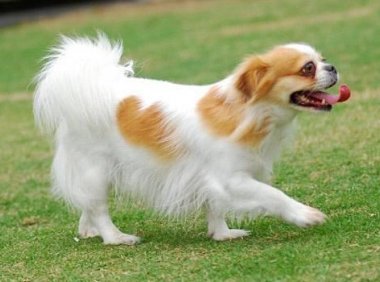 蝴蝶犬和什么狗配好看?这几种都是不错的选择