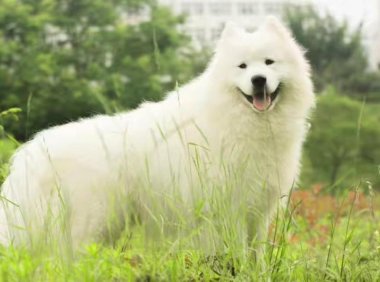 萨摩耶的种类有哪些？一起来看看