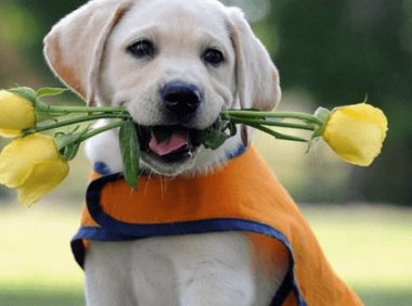 被狗狗抓伤怎么办?一些紧急应对措施