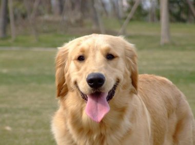 金毛犬怎样训练？看专业训练师怎么说