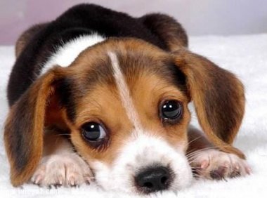 猎兔犬什么品种好?猎兔能手格力犬详解