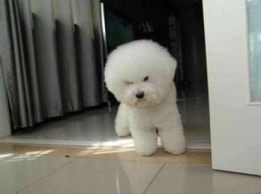 比熊犬掉毛厉害吗?主要还是在于打理的方法