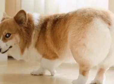 柯基喜欢主人的表现,这些就是它该有的行为