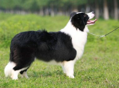 边境牧羊犬三个月怎么训练，这些要领你要记住