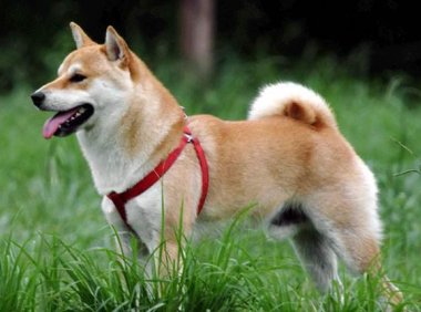 秋田犬和柴犬哪个好?各有千秋,全凭喜好