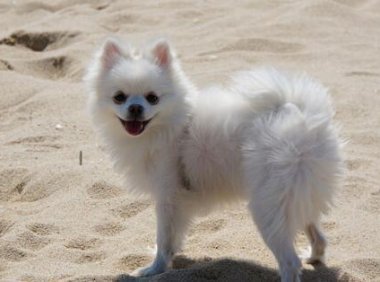 博美犬几个月开始换毛?正常情况都是这个时候开始