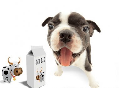 狗可以喝牛奶吗?喂它牛奶注意什么