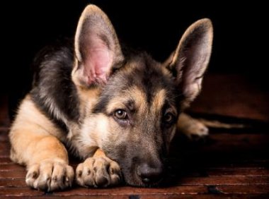牧羊犬怎样训练?容不得半点松懈