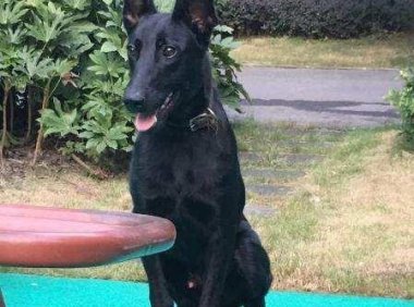 黑马犬为什么那么贵?炒作?稀少?