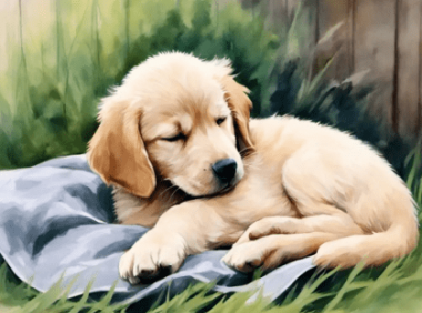 狗睡觉姿势解读:揭秘狗狗性格的秘密语言