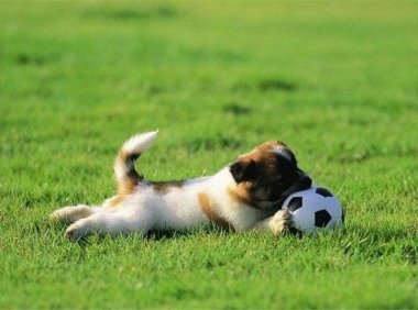 狗狗打颤是怎么办?可能不一定是冷