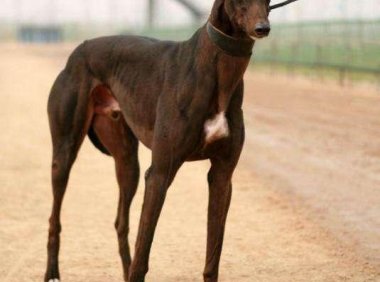 格力犬外八怎么办?搞清楚原因这样来矫正