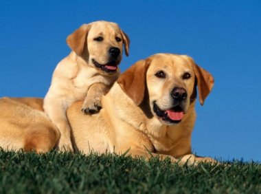 狗长肿瘤一般能活多久？良恶性肿瘤区别很大