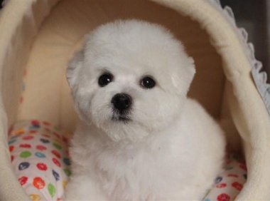 清理比熊泪痕的妙招，试试这些