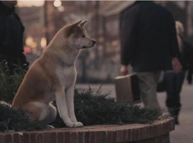 哪种狗最聪明?可能你对它也有所了解