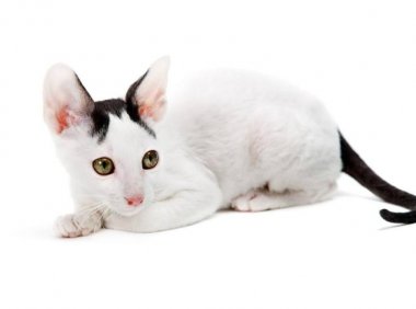 猫咪多久驱虫一次？照此法不误事