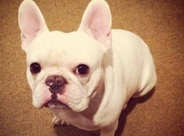 细小初期症状有哪些?铲屎官们注意了