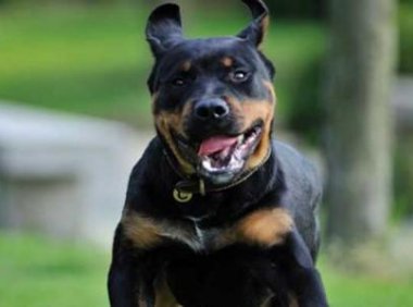 罗威纳犬训练方法,严厉点才是对它好