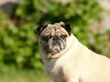 八哥犬多少钱一只，暴露身价的时候到了