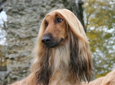 阿富汗猎为什么被禁养？养它比养娃还难