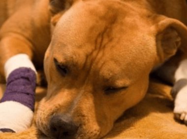 狗狗挫伤怎么治疗，这几种是常见的解决方案