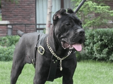 卡斯罗犬怎样训练? 这些训练方法可算是找对了