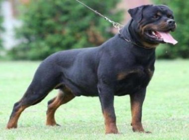 罗威纳犬十个不养理由,每一条都很充分