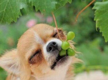 狗吃了葡萄怎么办?吃了真的会中毒吗