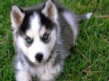 为什么不能打哈士奇?难道它报复心强