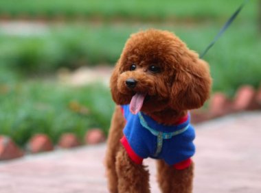 宠物狗品种大全,热门的是这几种