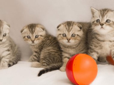 小奶猫吃什么？这些食物都是很好的选择