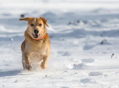 成年拉布拉多喂养方法,重要的就是把握好这些方面