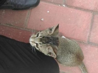 猫为什么喜欢蹭人?可能跟猫咪的天性有关