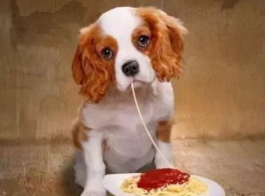 小狗拉肚子怎么办,几招教你不慌乱