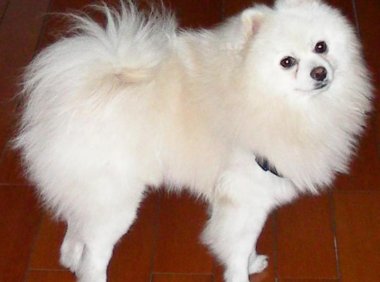 狗狗拉稀吃什么药？养狗必知的疾病处理