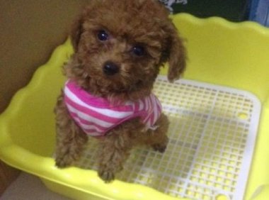 泰迪狗狗的寿命，珍惜这段缘分吧