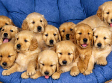 金毛犬属于大型犬吗?光看体型还不够