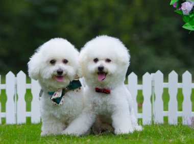 比熊犬掉毛吗?掉毛多可能是生病了