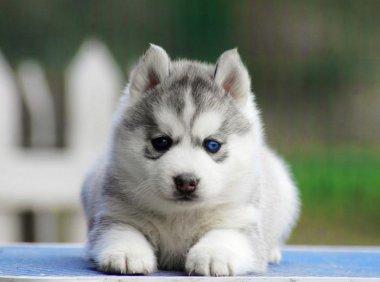 哈士奇咬人吗?正常情况下是不咬人的