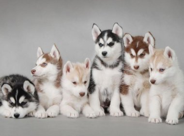 哈士奇的特点有哪些?可以一看的特点挖掘