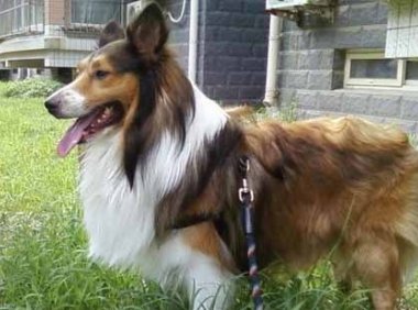 怎么训练喜乐蒂 排便习惯一招养成