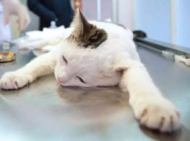 猫呕吐是什么原因，这些原因都会导致呕吐