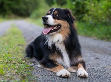 牧羊犬的作用有哪些?不仅仅是牧羊哦