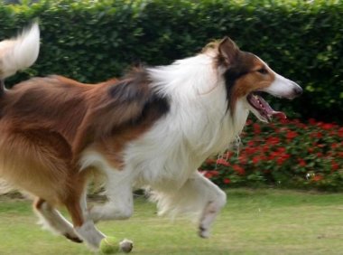 牧羊犬怎么训练？牧羊犬训练方法