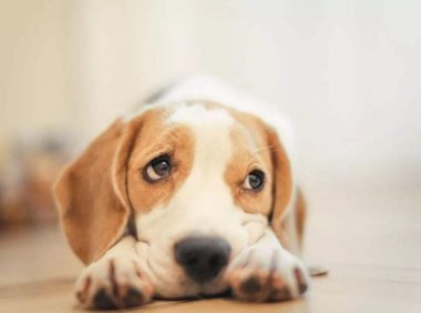 狗狗怀孕症状,这几点最为明显