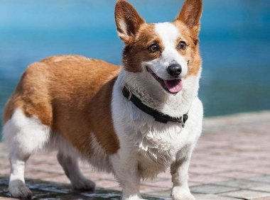 柯基犬适合家里养吗?别急着养先看完这些