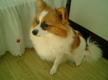 蝴蝶犬为什么养的人少?是因为不被喜爱吗